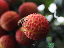 五月份有荔枝嗎？5月份有荔枝嗎？