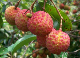 五月份有荔枝嗎？5月份有荔枝嗎？