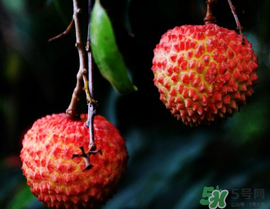五月份有荔枝嗎？5月份有荔枝嗎？