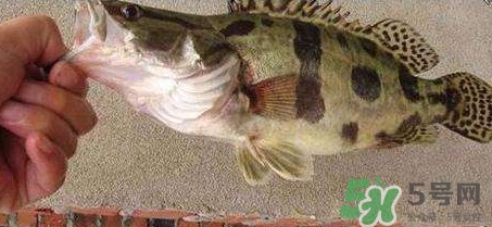 鱖魚是海魚嗎？鱖魚是淡水魚還是海魚