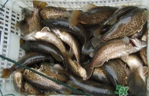 鱖魚(yú)是桂魚(yú)嗎？鱖魚(yú)和桂魚(yú)的區(qū)別