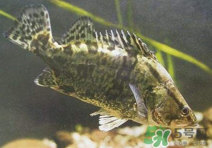 鱖魚(yú)怎么養(yǎng)？鱖魚(yú)養(yǎng)殖技術(shù)