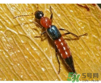 隱翅蟲和蚊蟲的區(qū)別？隱翅蟲和蚊蟲有什么不一樣？