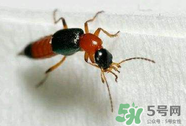 被隱翅蟲咬了后怎么辦？隱翅蟲如何預(yù)防和治療咬傷？