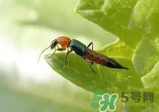 被隱翅蟲咬了后怎么辦？隱翅蟲如何預(yù)防和治療咬傷？