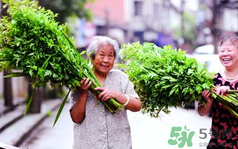 端午節(jié)前后出沒的毒蟲有哪些？端午節(jié)前后如何預(yù)防毒蟲？