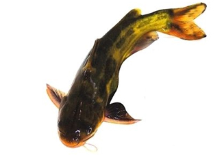 黃顙魚有毒嗎？黃顙魚的營養(yǎng)價(jià)值