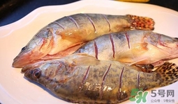 鱖魚是海魚嗎？鱖魚是淡水魚還是海魚