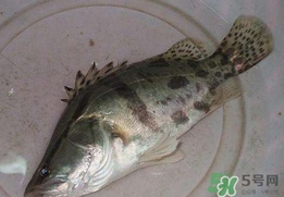 鱖魚怎么讀？鱖魚是什么魚