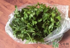 菊花腦怎么種？菊花腦怎么摘