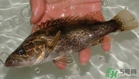 鱖魚(yú)怎么養(yǎng)？鱖魚(yú)養(yǎng)殖技術(shù)