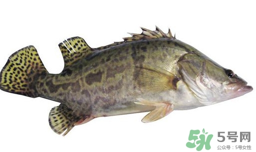 鱖魚怎么讀？鱖魚是什么魚