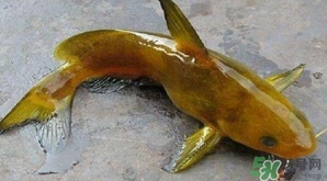 黃顙魚有毒嗎？黃顙魚的營養(yǎng)價值