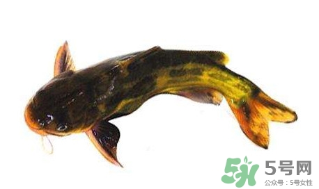 黃顙魚有毒嗎？黃顙魚的營養(yǎng)價值