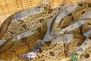 鱖魚(yú)是桂魚(yú)嗎？鱖魚(yú)和桂魚(yú)的區(qū)別
