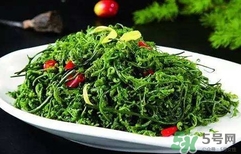 菊花腦怎么種？菊花腦怎么摘