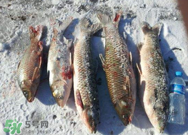 小滿怎么釣魚？小滿釣魚技巧
