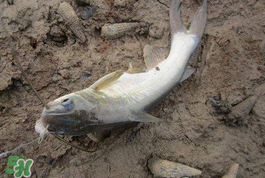 小滿怎么釣魚？小滿釣魚技巧