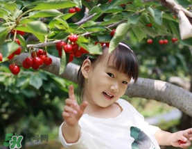 5月份還有櫻桃摘嗎？5月份哪里可以摘櫻桃？