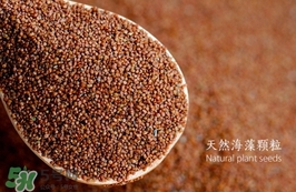 海藻面膜要泡多久最好？海藻面膜要泡多長時間？