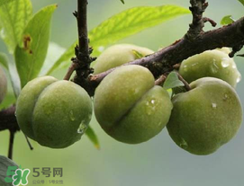 吃李子牙齒酸怎么辦？為什么吃多了李子牙會酸？