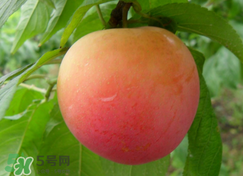 吃李子為什么會(huì)拉肚子？拉肚子可以吃李子嗎？