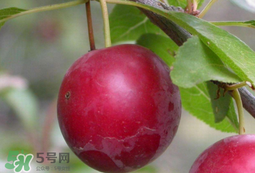 李子和蜂蜜能一起吃嗎？吃了李子可以喝蜂蜜嗎？