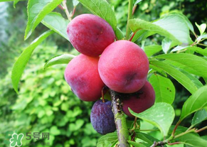 五月份有李子嗎？五月份的李子能吃嗎？