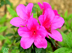 五月還有杜鵑花嗎？杜鵑花什么時候開？