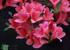 五月還有杜鵑花嗎？杜鵑花什么時候開？