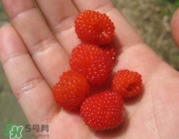 山莓可以泡酒嗎？山莓能不能泡酒