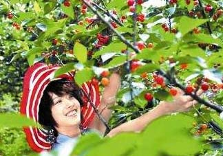 5月份還有櫻桃摘嗎？5月份哪里可以摘櫻桃？