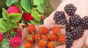 盆栽樹莓怎么養(yǎng)？盆栽樹莓的種植方法