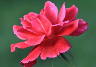 五月還有杜鵑花嗎？杜鵑花什么時(shí)候開(kāi)？