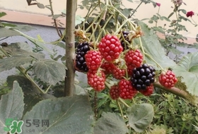 盆栽樹莓怎么養(yǎng)？盆栽樹莓的種植方法