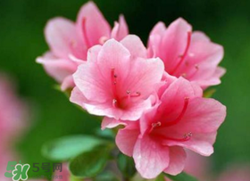 五月還有杜鵑花嗎？杜鵑花什么時候開？