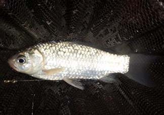 小滿怎么釣魚？小滿釣魚技巧