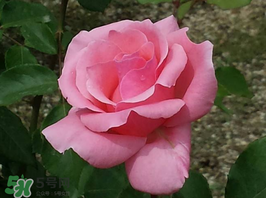 小滿開什么花？小滿節(jié)氣開的植物