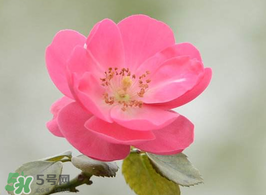 小滿開什么花？小滿節(jié)氣開的植物