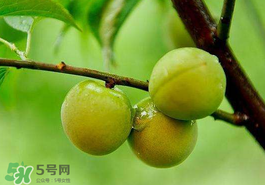 青梅果有什么好處？青梅果的功效與作用
