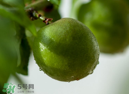 青梅果有什么好處？青梅果的功效與作用