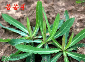 苦苦菜怎么腌制？怎樣腌制苦苦菜？
