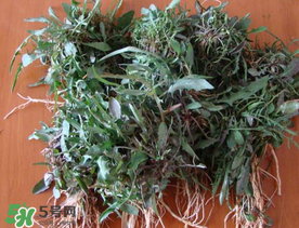 苦菜根能吃嗎？苦菜根的功效與作用