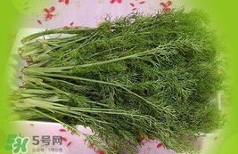 茴香菜是酸性還是堿性？什么人不能吃茴香菜