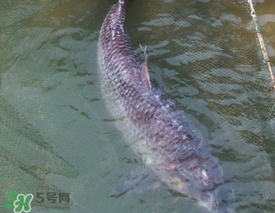 端午節(jié)好釣魚嗎?？端午節(jié)可以釣魚嗎？