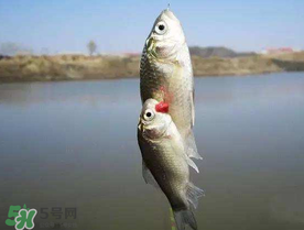 端午節(jié)好釣魚嗎?？端午節(jié)可以釣魚嗎？