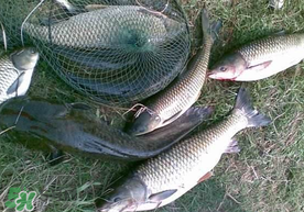 端午節(jié)好釣魚嗎?？端午節(jié)可以釣魚嗎？