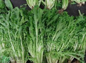 苦菜和羊肉能一起吃嗎？苦菜能和羊肉一起吃嗎？