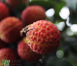 荔枝一天吃多少合適？荔枝一天最多吃幾個？