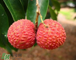 荔枝一天吃多少合適？荔枝一天最多吃幾個？